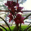 maria_hass